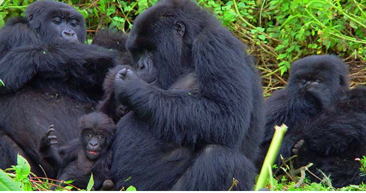 A family of Gorillas